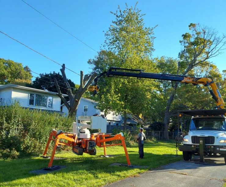 grapple saw tree removal service in yard
